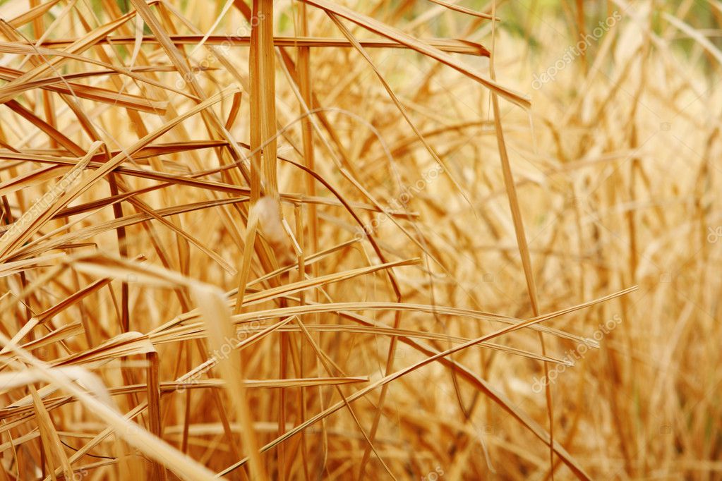 Depositphotos 5105837 Stock Photo Close Up Background Texture Of